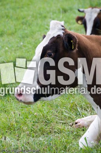 Hausrind (115 von 174).jpg